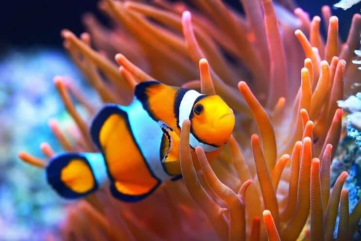 Are Clownfishs Endangered? Conservation Updates