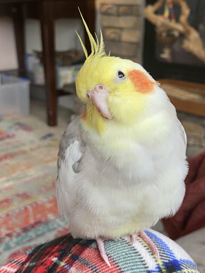 Are Cockatiels Good Pets For Beginners And Families?
