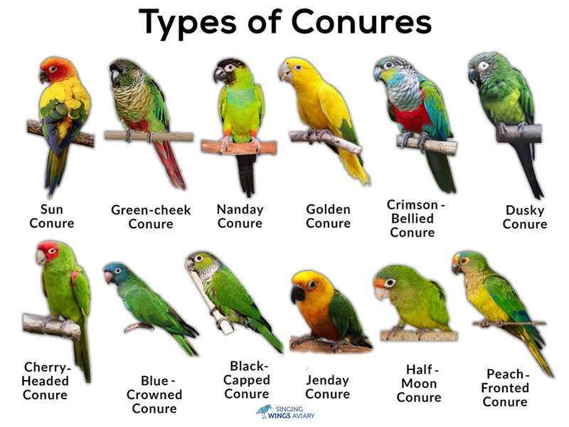 Are Conures Good Pets? Pros And Cons Of Owning One