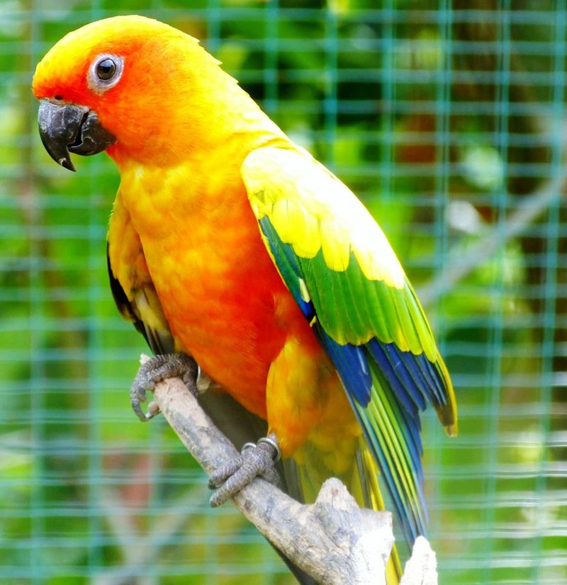 Are Conures Good With Other Birds Or Pets?