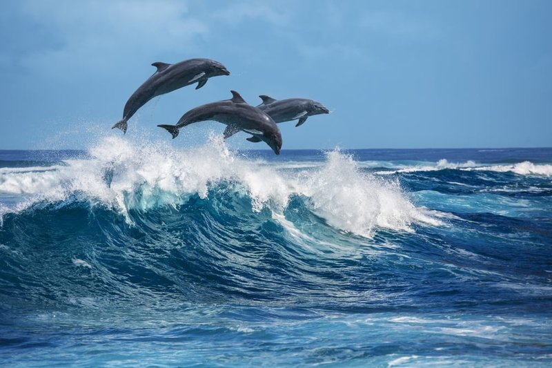 Are Dolphins Endangered? Conservation Updates