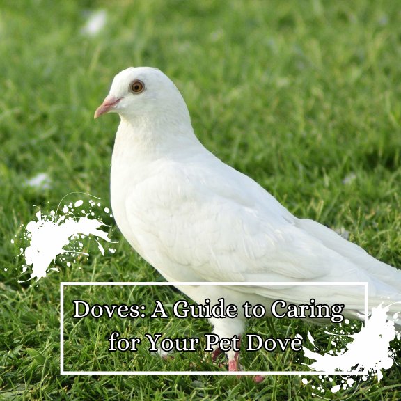 Are Doves Good Pets? Temperament, Handling, And Daily Care
