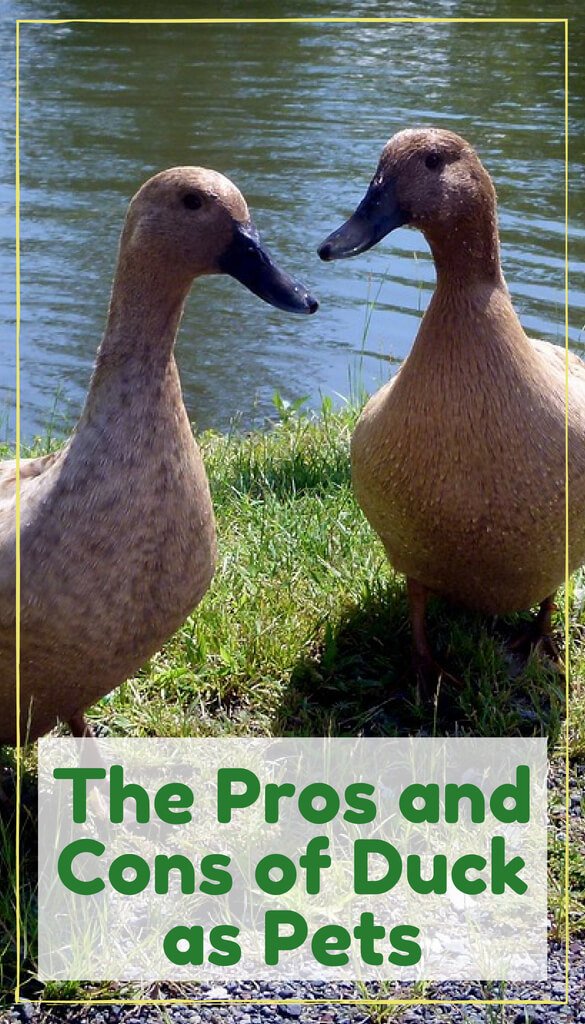 Are Ducks Good Pets? Pros And Cons Explained