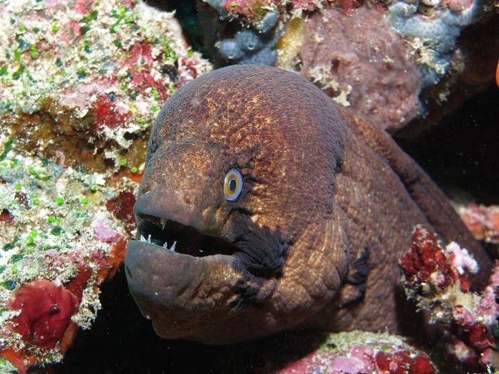 Are Eels Endangered? Conservation Updates