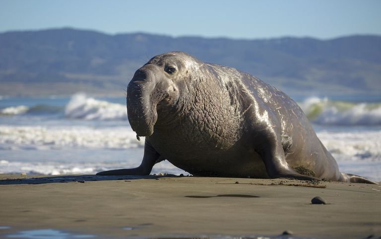 Are Elephant Seals Endangered? Conservation Updates