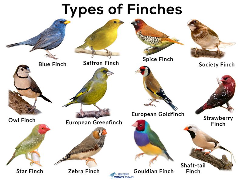 Are Finches Legal To Keep As Pets In All States?
