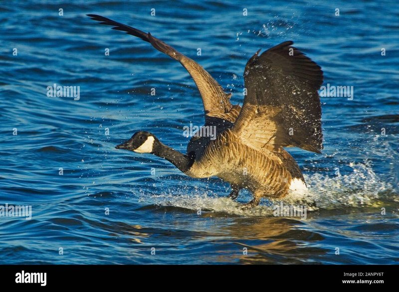 Are Geese Aggressive? Understanding Their Behavior