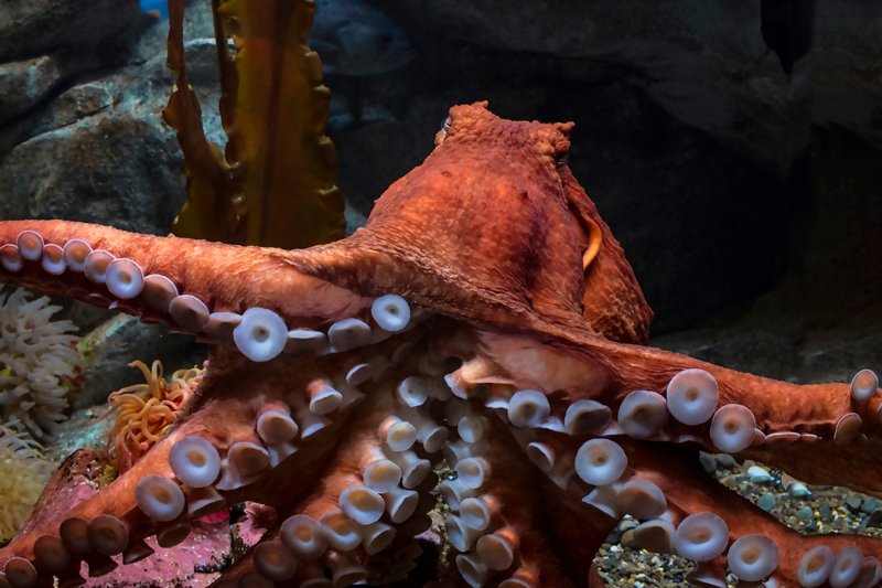 Are Giant Pacific Octopuss Endangered? Conservation Updates