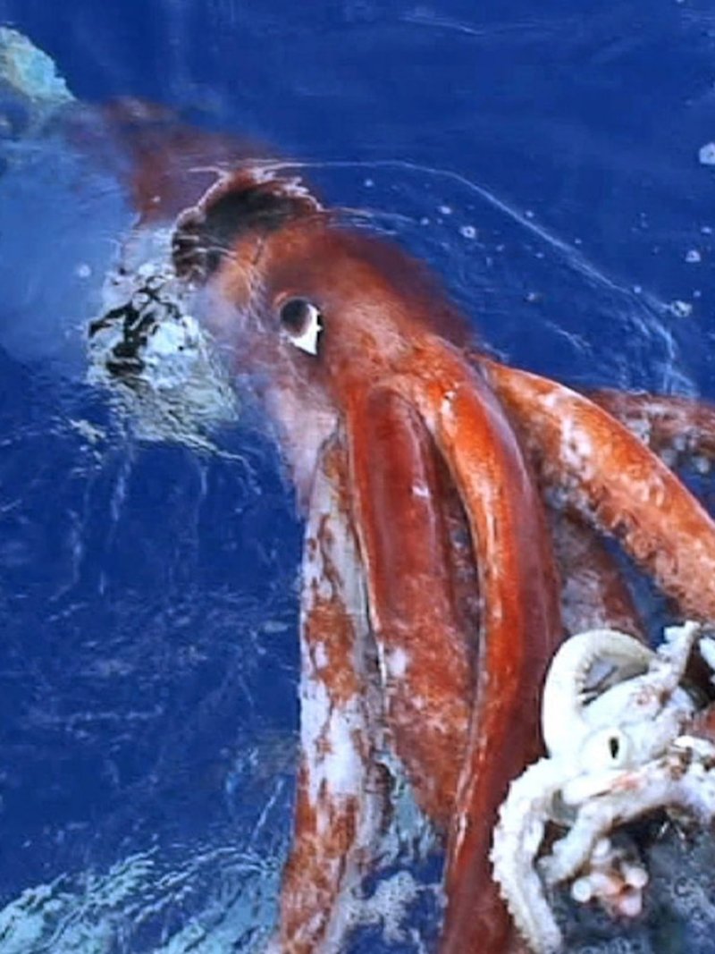 Are Giant Squids Endangered? Conservation Updates