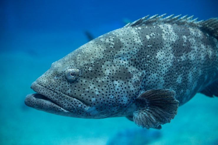 Are Groupers Endangered? Conservation Updates
