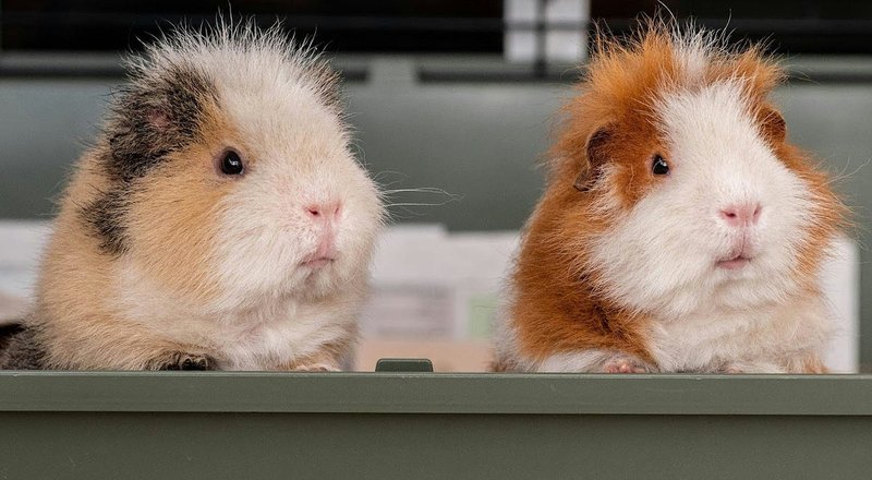 Are Guinea Pigs Legal Everywhere? Laws And Ownership Tips