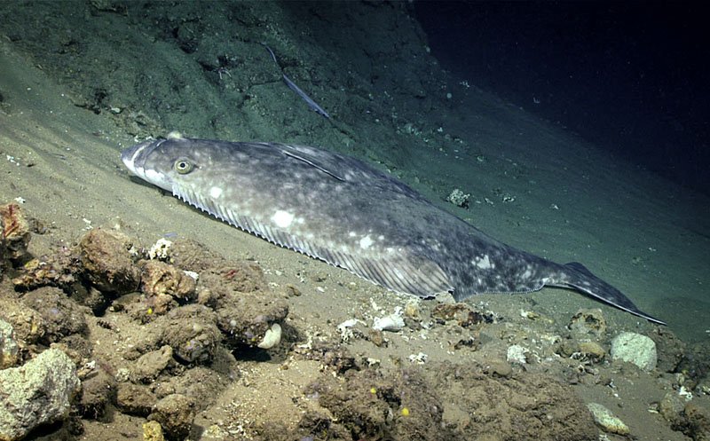 Are Halibuts Endangered? Conservation Updates