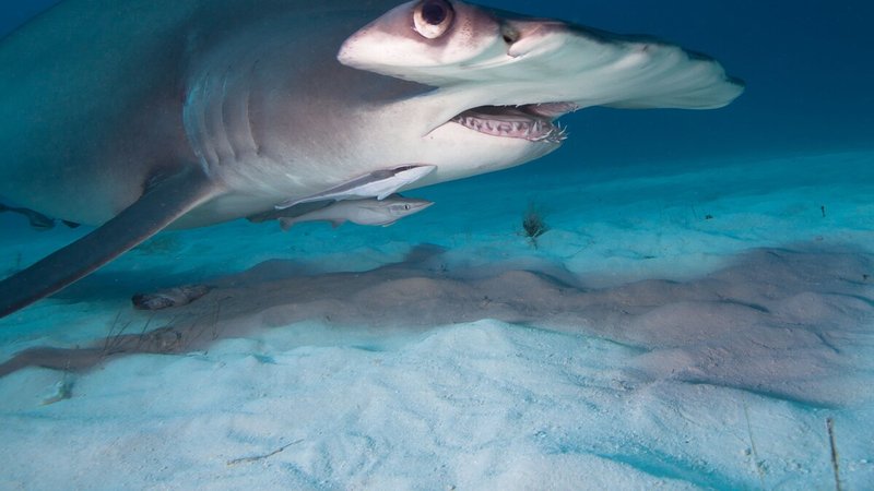 Are Hammerhead Sharks Endangered? Conservation Updates
