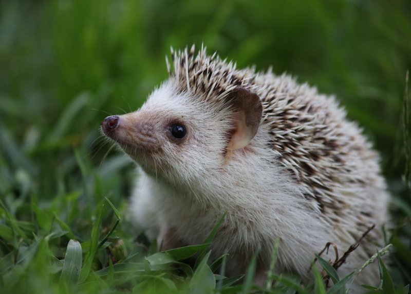 Are Hedgehogs Good Pets? Pros And Cons You Should Know