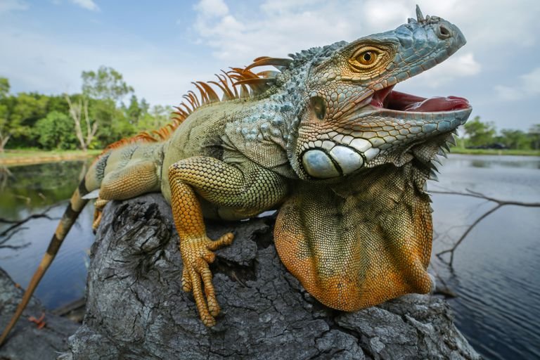 Are Iguanas Legal To Keep In Your State Or Country?