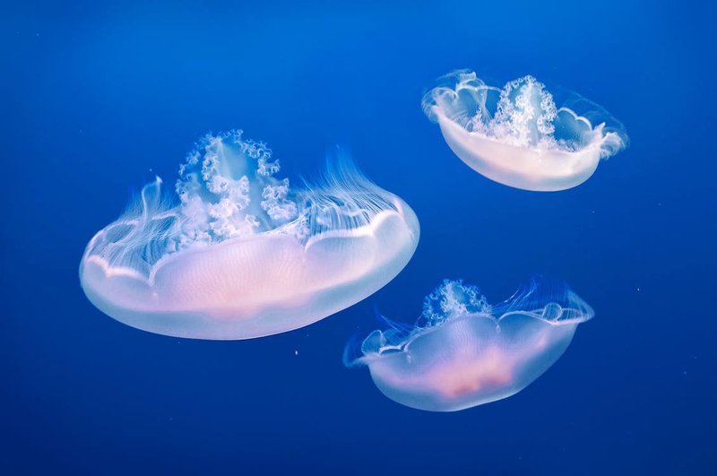 Are Jellyfishs Endangered? Conservation Updates