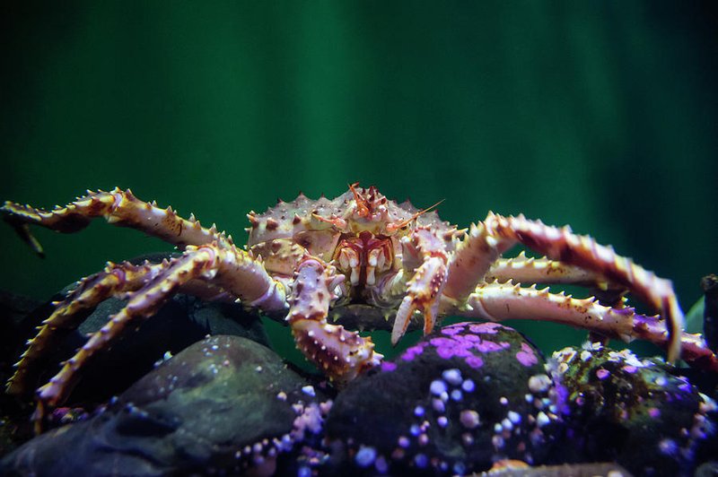 Are King Crabs Endangered? Conservation Updates