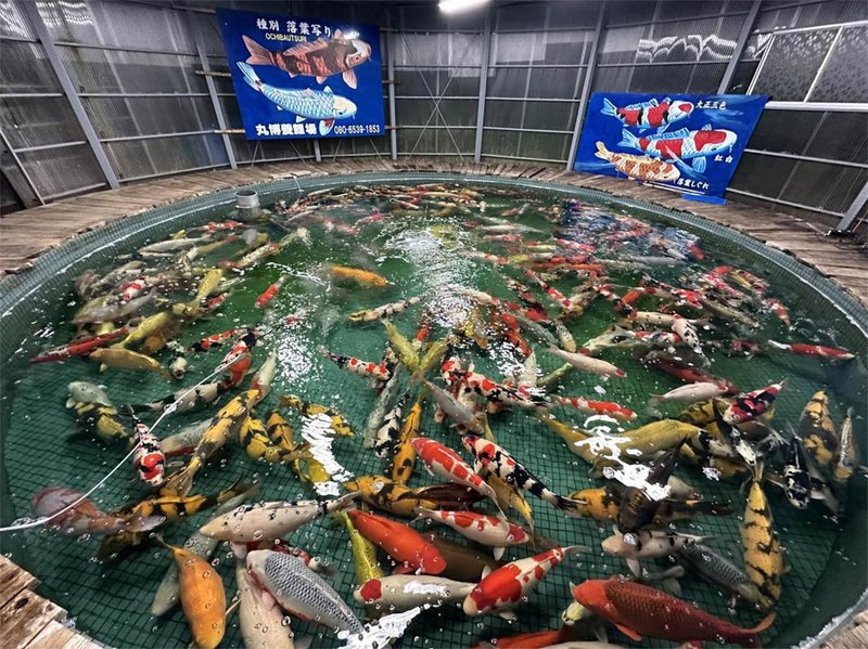 Are Koi Legal To Farm In All States?
