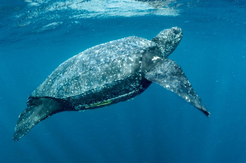 Are Leatherback Turtles Endangered? Conservation Updates