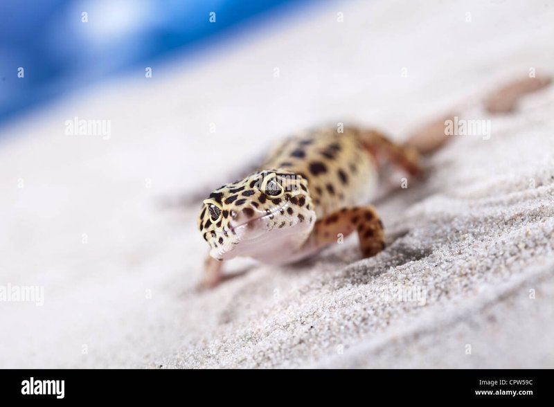 Are Leopard Geckos Legal To Own In All States?
