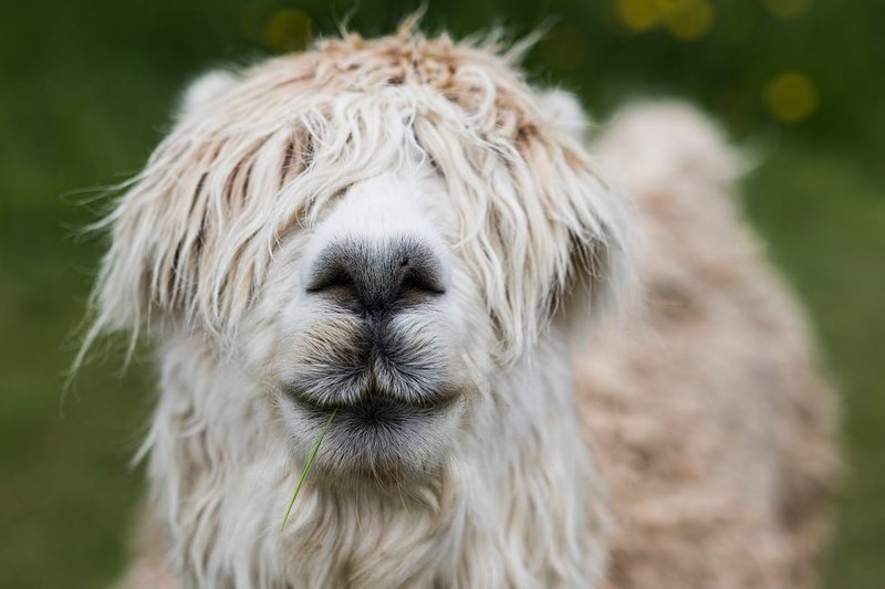 Are Llamas Good Pets? Pros And Cons Explained