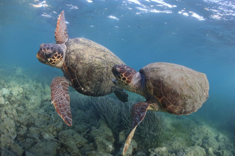 Are Loggerhead Turtles Endangered? Conservation Updates