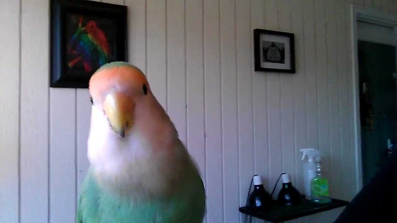 Are Lovebirds Loud? What To Expect In Noise Levels