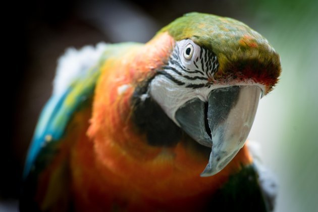 Are Macaws Good Pets? Pros And Cons Of Owning One
