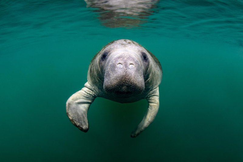 Are Manatees Endangered? Conservation Updates