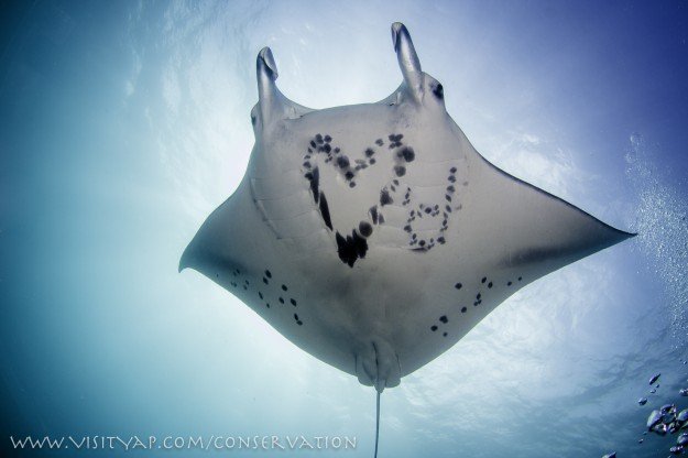 Are Manta Rays Endangered? Conservation Updates