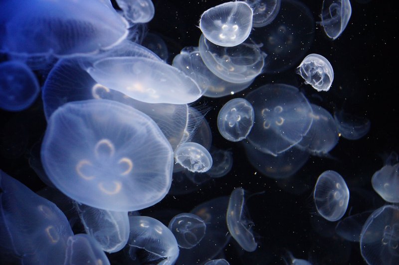 Are Moon Jellyfishs Endangered? Conservation Updates