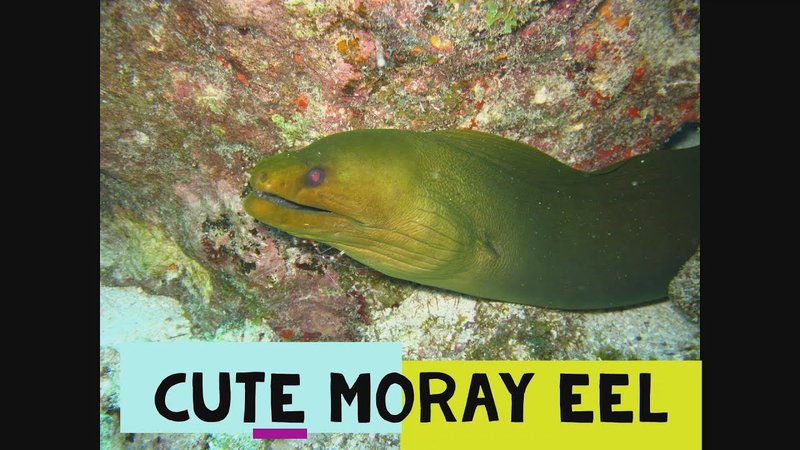 Are Moray Eels Endangered? Conservation Updates