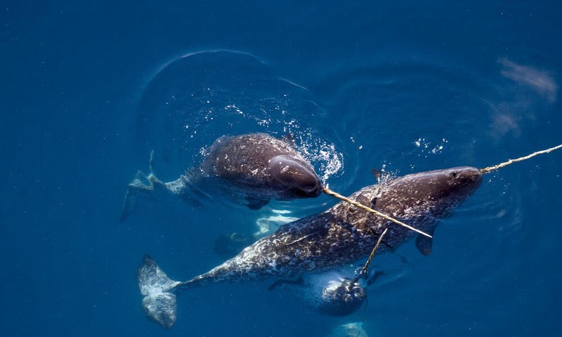 Are Narwhals Endangered? Conservation Updates
