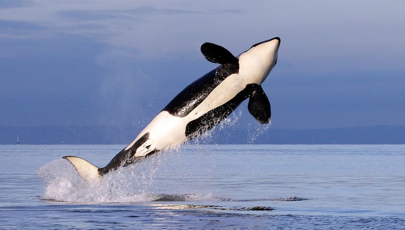 Are Orca (Killer Whale)S Endangered? Conservation Updates