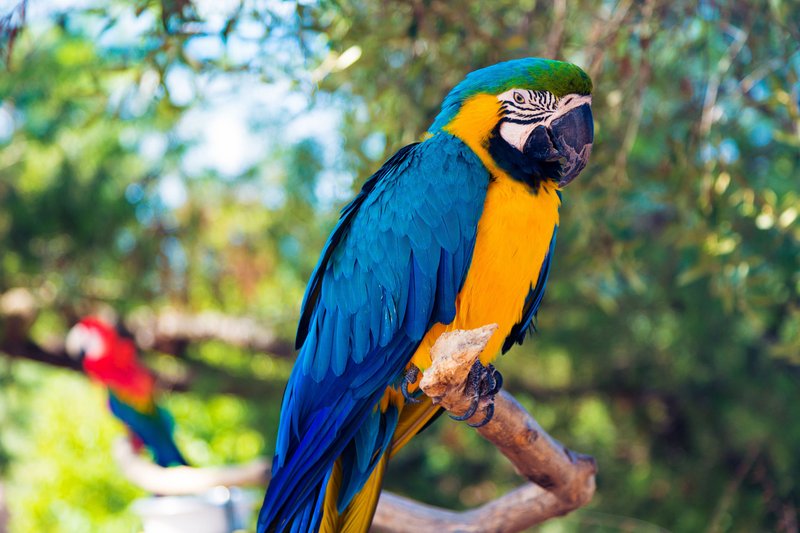 Are Parrots Good Pets For Beginners?