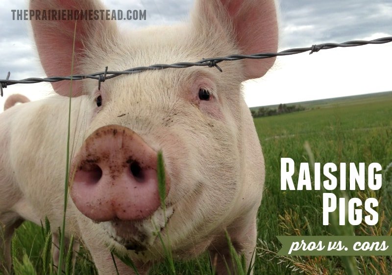 Are Pigs Good Pets? Pros And Cons Of Pig Ownership