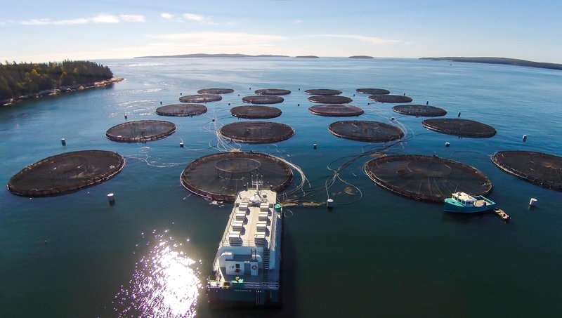 Are Salmon Legal To Farm In All States?