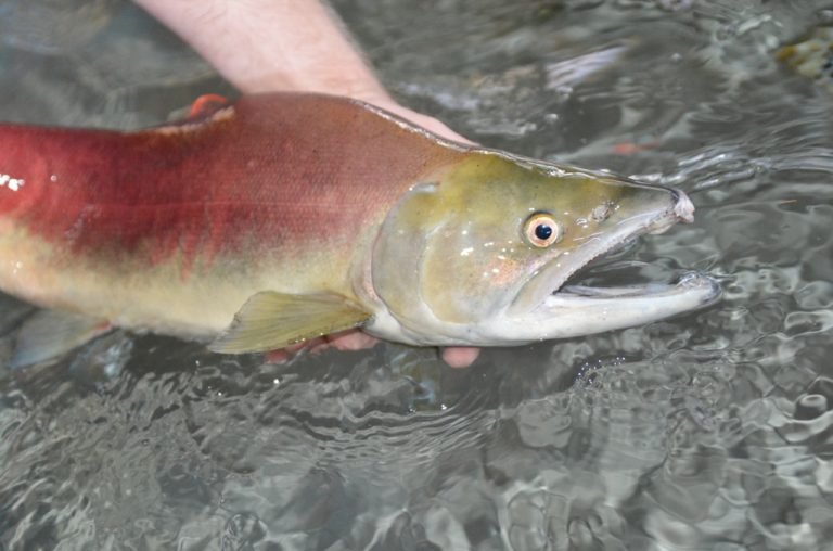Are Salmons Endangered? Conservation Updates