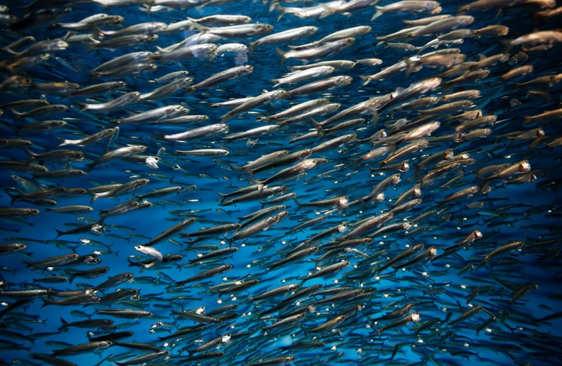 Are Sardines Endangered? Conservation Updates