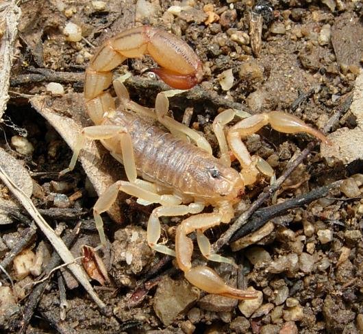 Are Scorpions Insects Or Arachnids?