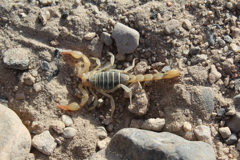 Are Scorpions Legal To Keep As Pets? (By Country/State)
