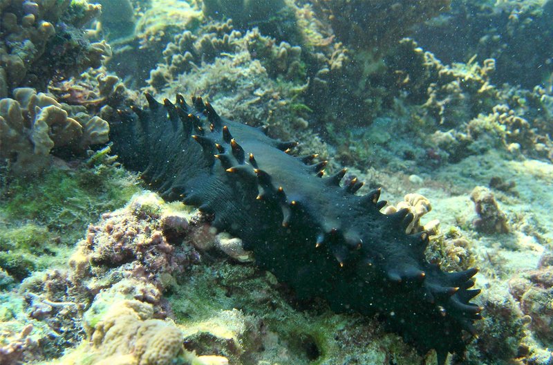 Are Sea Cucumbers Endangered? Conservation Updates