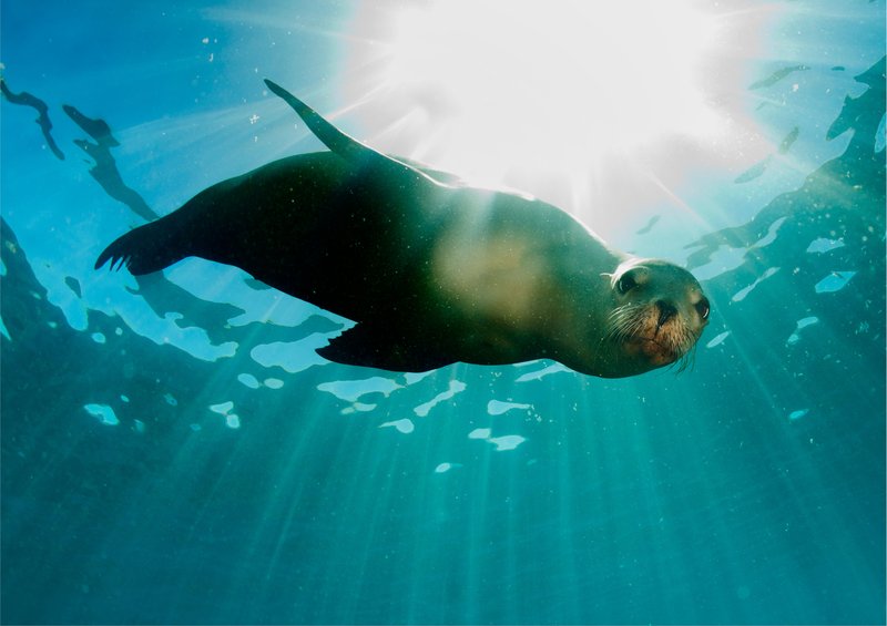 Are Sea Lions Endangered? Conservation Updates