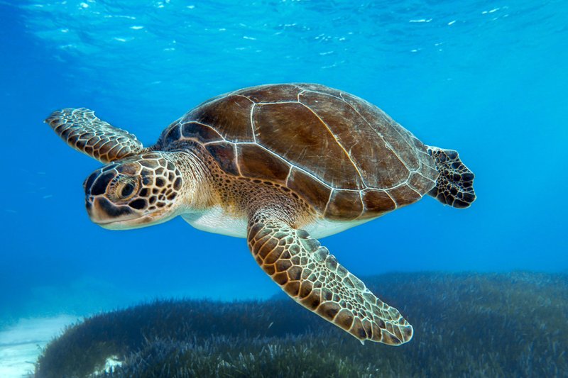 Are Sea Turtles Endangered? Conservation Updates