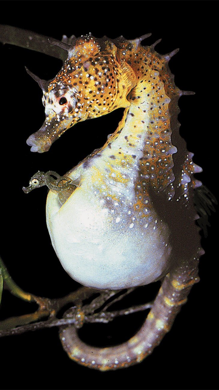 Are Seahorses Endangered? Conservation Updates