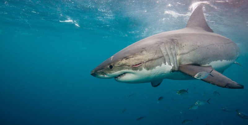 Are Sharks Endangered? Conservation Updates