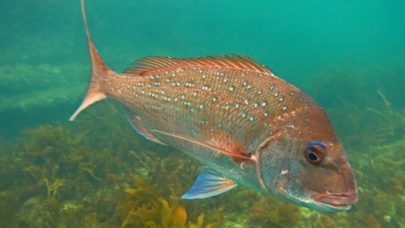 Are Snappers Endangered? Conservation Updates