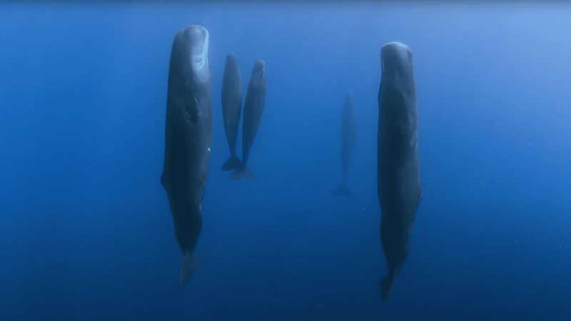 Are Sperm Whales Endangered? Conservation Updates