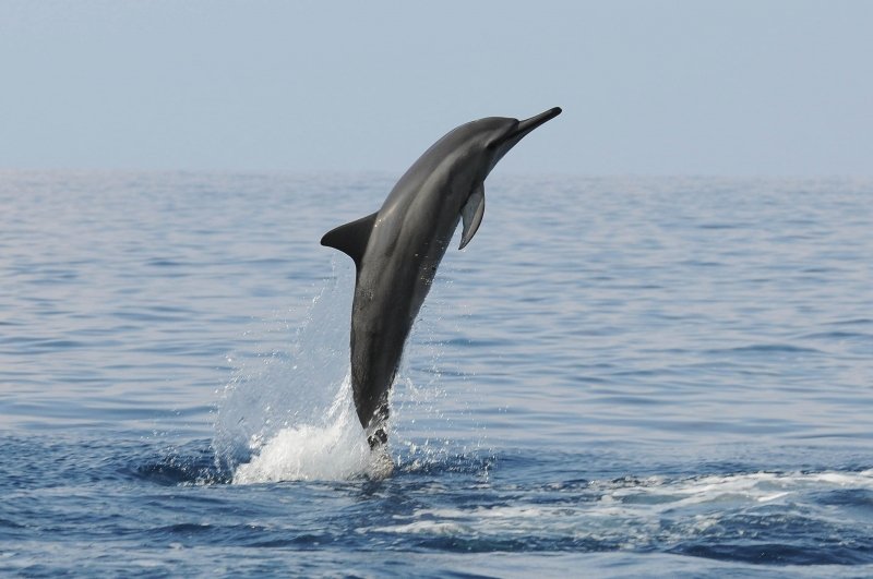 Are Spinner Dolphins Endangered? Conservation Updates