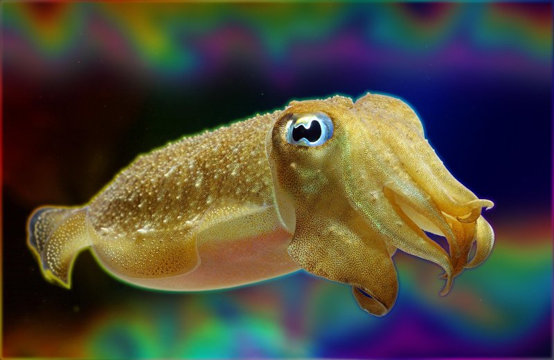 Are Squids Endangered? Conservation Updates